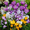 Луковичные растения