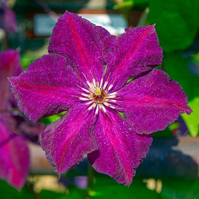 Клематис ГРЮНВАЛЬД в Жодино