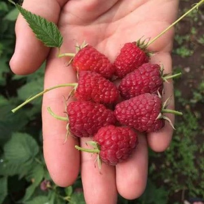 Малина ЕВРАЗИЯ в Жодино