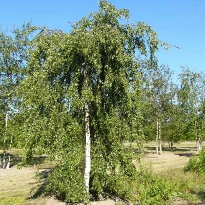 Береза ПОВИСЛАЯ в Жодино