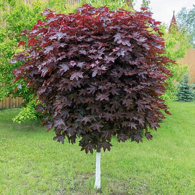 Клен красный в Жодино