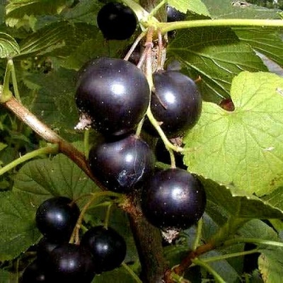Смородина чёрная БИНАР в Жодино