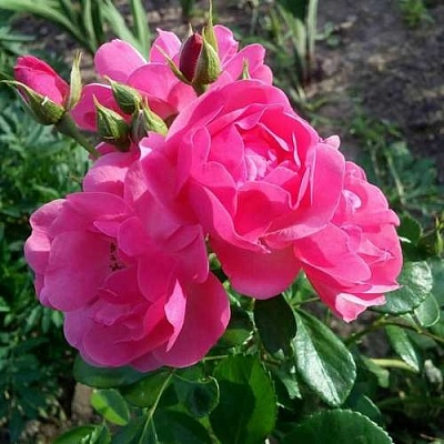 Роза АНГЕЛА флорибунда в Жодино