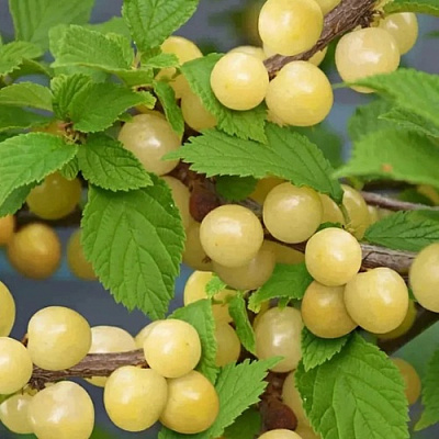 Вишня СНЕВИТ войлочная в Жодино