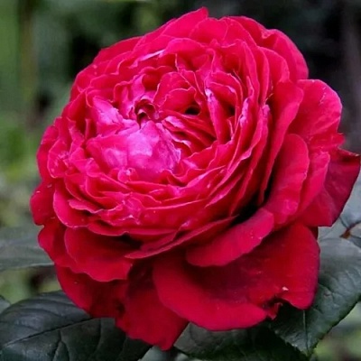 Роза 4 ВЕТРОВ флорибунда  в Жодино