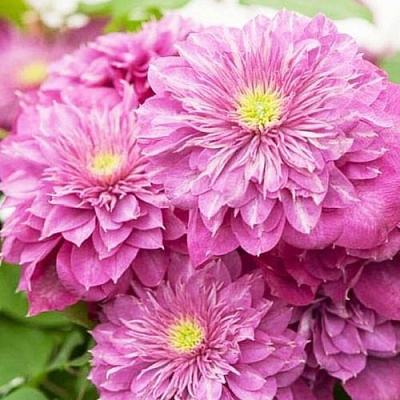 Клематис КАЙЗЕР в Жодино