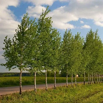 Береза обыкновенная в Жодино