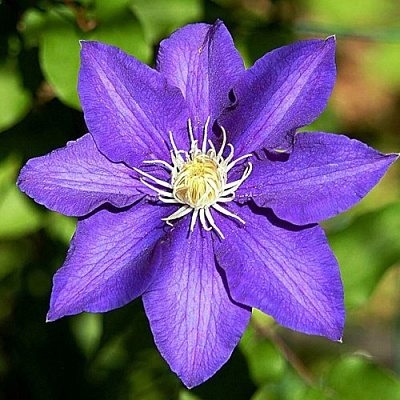 Клематис ЗЕ ПРЕЗИДЕНТ в Жодино