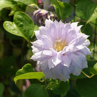 Клематис БЕЛЬ ОФ ВОРКИНГ в Жодино