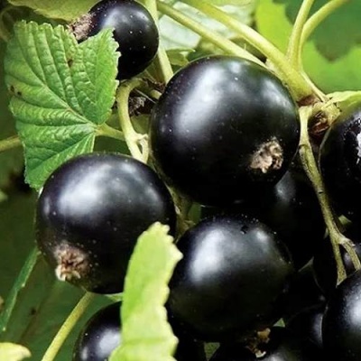 Смородина чёрная ЛЕНТЯЙ в Жодино
