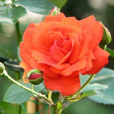 Роза АНЖЕЛИКА чайно-гибридная  в Жодино