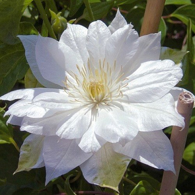 Клематис ДАЧЕСС ОФ ЭДИНБУРГ в Жодино