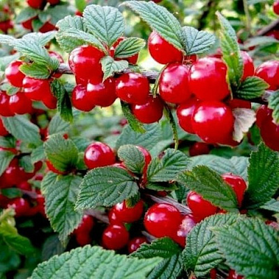 Вишня ВОСТОРГ войлочная в Жодино