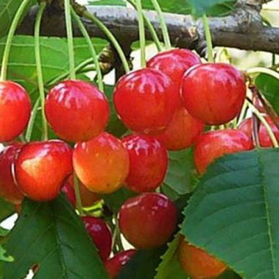 Черешня ДОНЧАНКА в Жодино