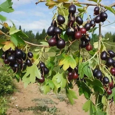 Смородина золотистая ЛЕВУШКА в Жодино