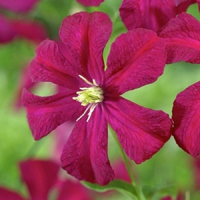 Клематис МАДАМ ДЖУЛИЯ КОРРЕВОН в Жодино