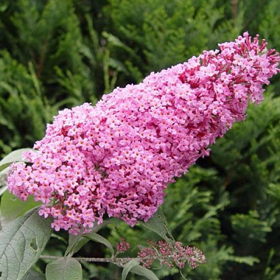 Буддлея давида ПИНК ДЕЛАЙТ в Жодино