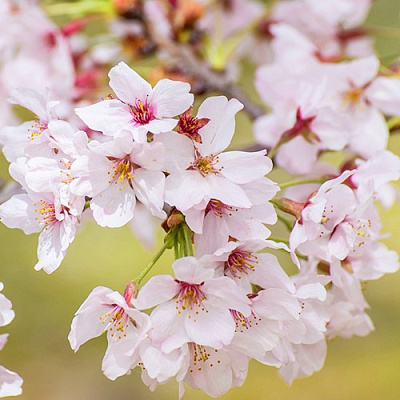 Сакура КОЙО НО МАЙ в Жодино