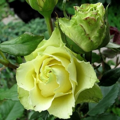 Роза ЛИМБО (ДОЛЛАР) чайно-гибридная  в Жодино