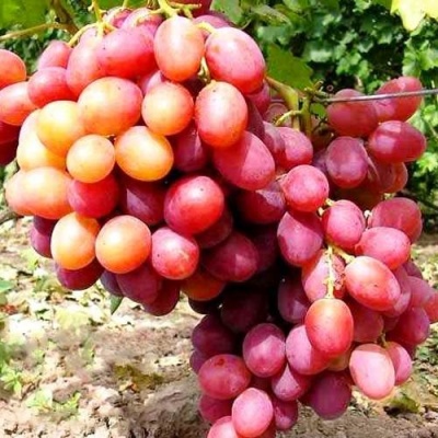Виноград АНЮТА в Жодино