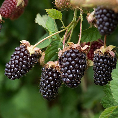 Ежемалина БОЙСЕНБЕРРИ в Жодино