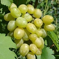 Виноград в Жодино