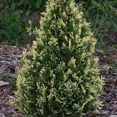 Туя БРАБАНТ ВАРИЕГАТТА западная в Жодино