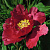 Пион КРАСНЫЙ ЛОТОС древовидный в Жодино