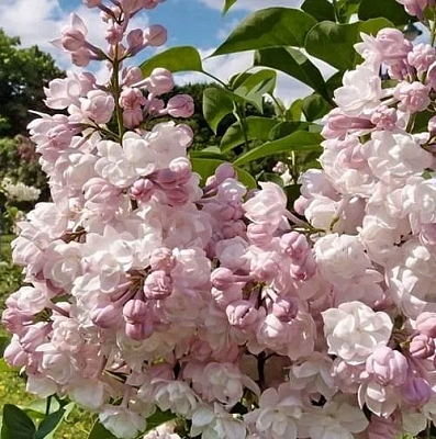 Сирень КРАСАВИЦА МОСКВЫ (привитая) в Жодино