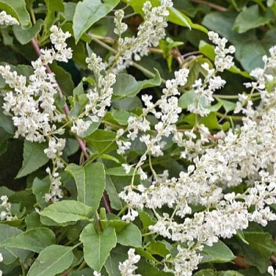 Фаллопия АУБЕРТА в Жодино