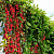 Лианы и вьющиеся