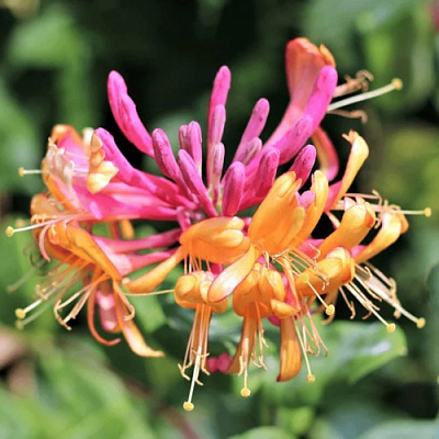 Жимолость ГЕКРОТА в Жодино