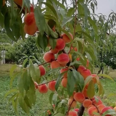 Персик ВУЛКАН в Жодино
