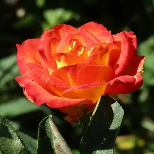 Роза ЛИНА чайно-гибридная  в Жодино