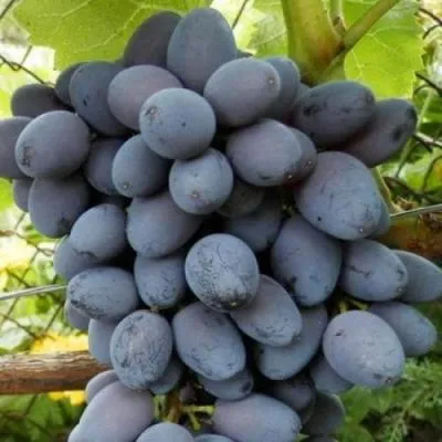Черный виноград в Жодино