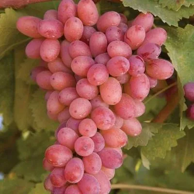 Розовый виноград в Жодино