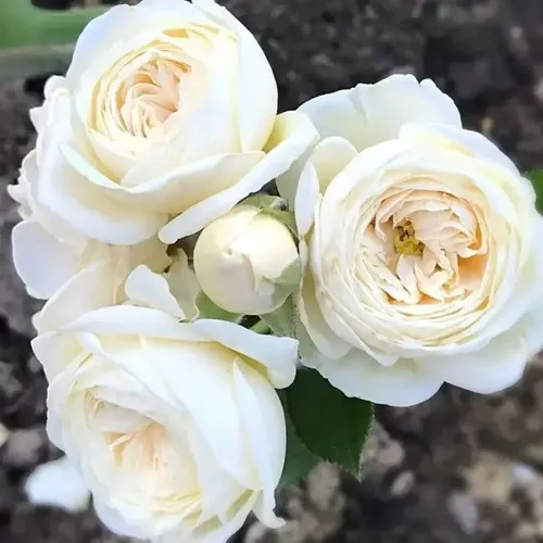 Роза АРТЕМИС шраб в Жодино
