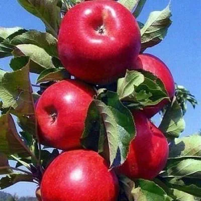 Колонновидные яблони в Жодино