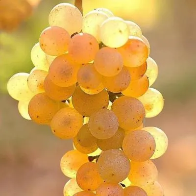 Белый виноград в Жодино
