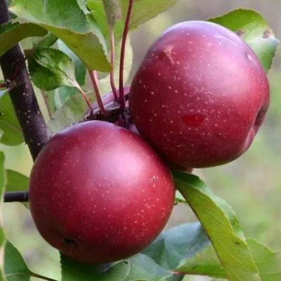 Яблоня красномясая в Жодино