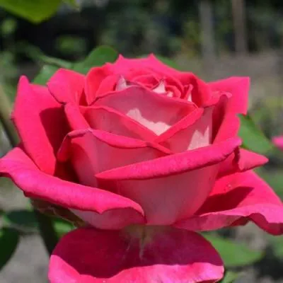 Чайно-гибридная роза в Жодино
